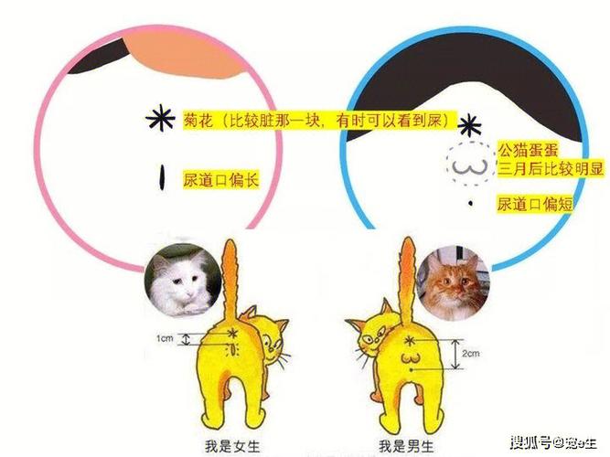 怎么分辨布偶猫的公母视频，布偶怎么区分公母