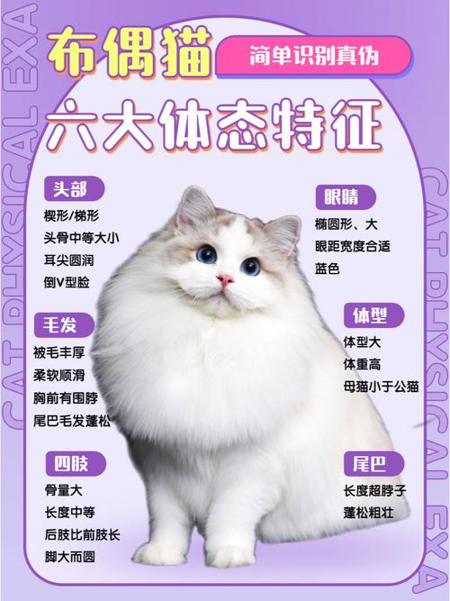 布偶猫品种介绍与图解，布偶猫品种介绍与图解阶梯图