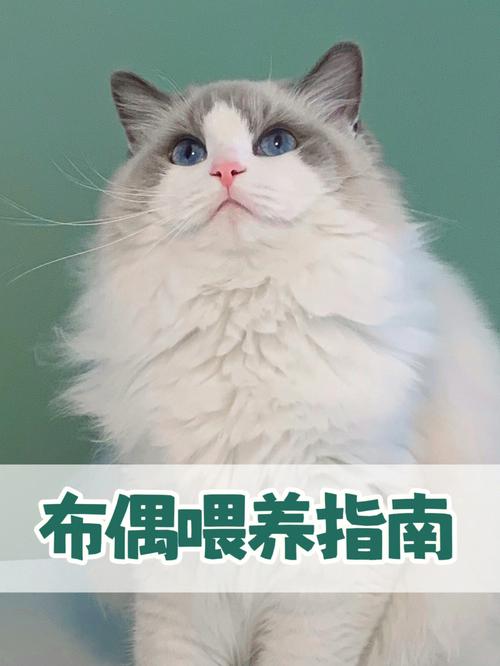 布偶猫怎么喂食才合理，布偶猫怎么喂食才合理图片