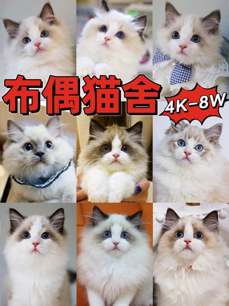 布偶猫咪的价格，布偶猫的大概价格2021