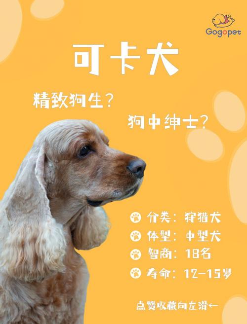 可卡犬介绍，可卡犬视频讲解