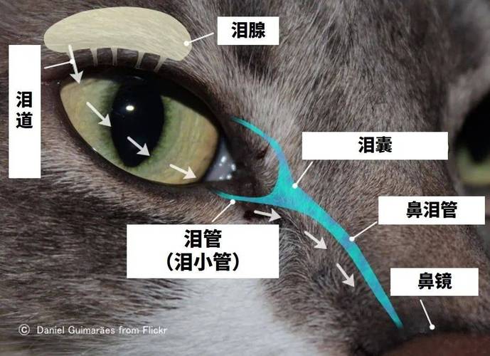 如何解决波斯猫的泪痕问题，波斯猫的泪腺