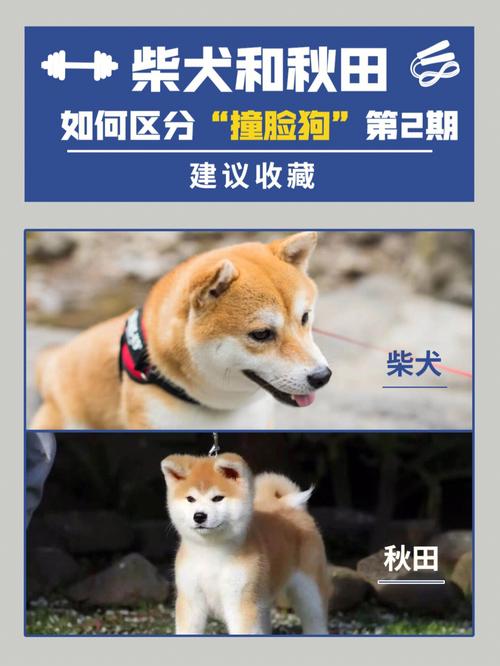 秋田犬与柴犬的区别是什么，秋田犬跟柴犬的区别