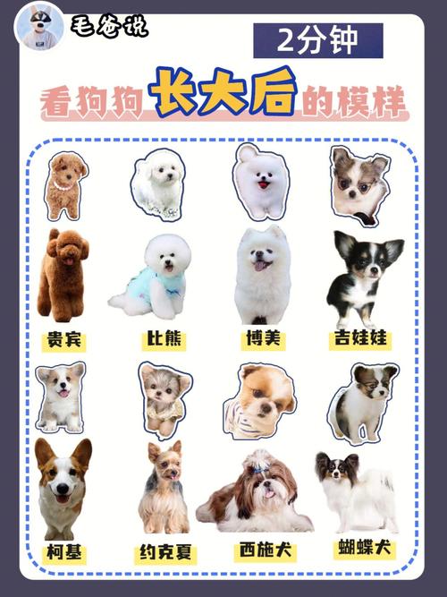 选购哈士奇幼犬的需知和感受，怎么选哈士奇的品相