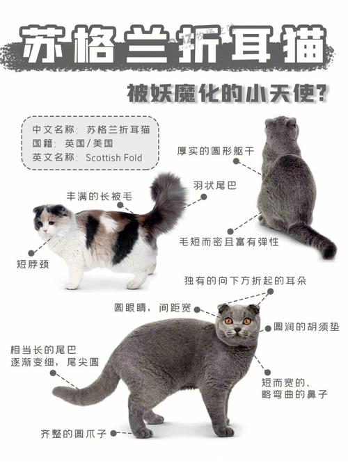 折耳猫的选购方法及四种方法，折耳猫的选购方法及四种方法视频