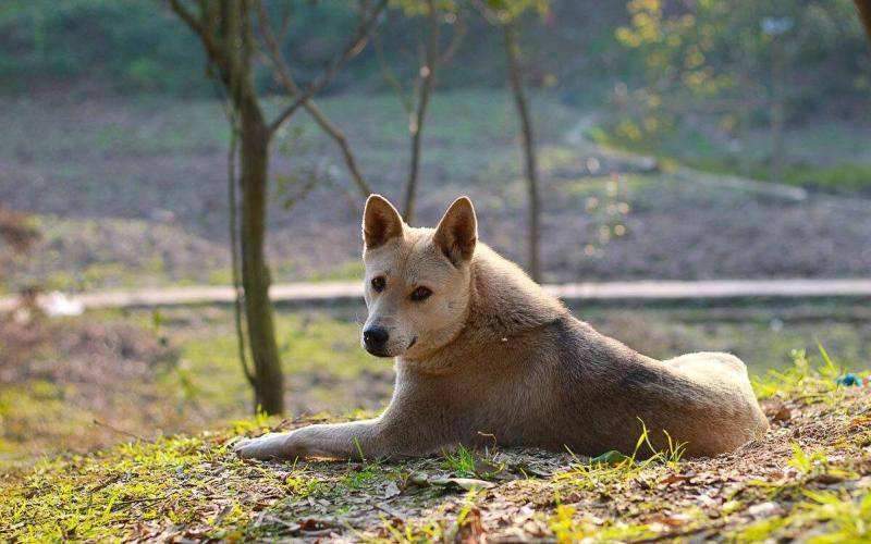 中华田园犬怎么养成宠物狗，中华田园犬有什么用