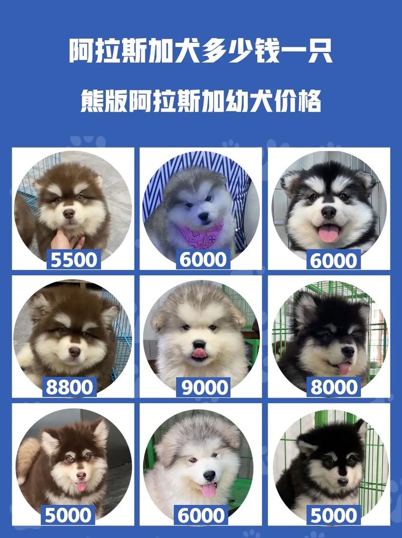 巨型阿拉斯加犬多少钱一只，巨型阿拉斯加犬能长多大