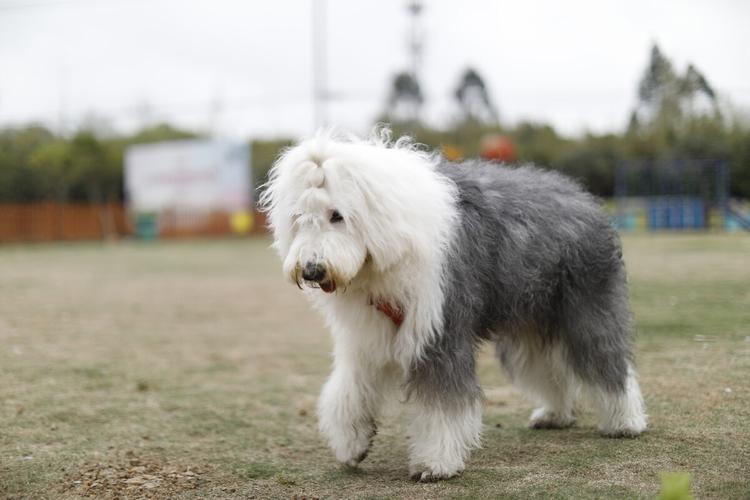 英国古代牧羊犬图片大全，英国古代牧羊犬的图片