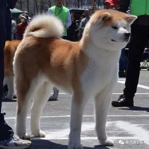 日本柴犬与秋田犬区别图片，日本名犬秋田犬和柴犬是一种吗