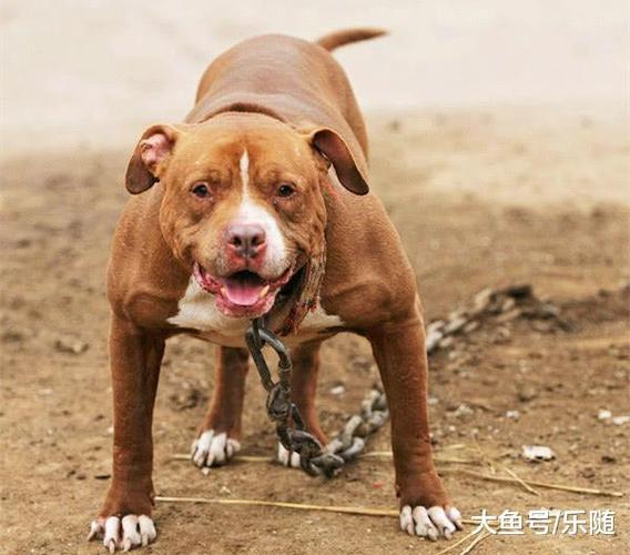 美国比特犬价格多少钱一只，美国比特犬和中国比特犬