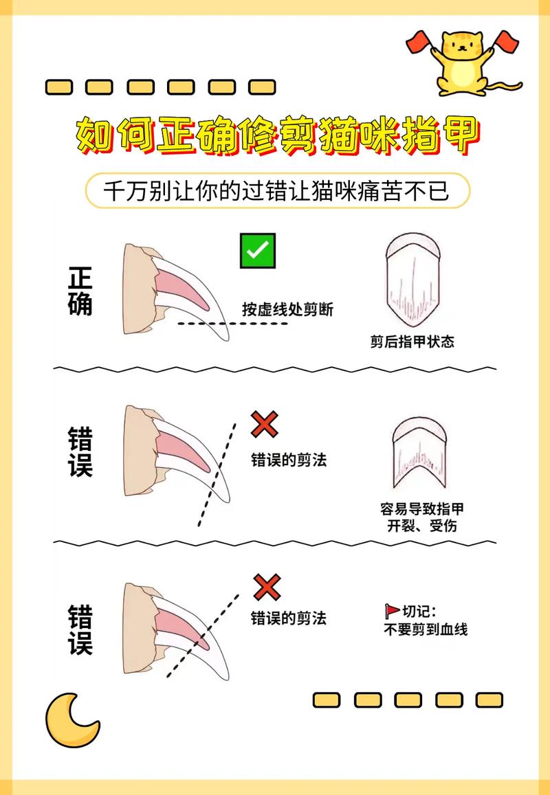 布偶猫指甲怎么剪，怎么给布偶猫剪指甲