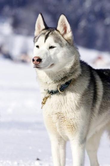 西伯利亚哈士奇雪橇犬，西伯利亚雪橇犬是二哈吗