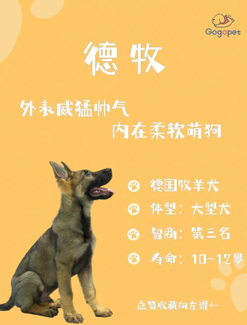 饲养德国牧羊犬要学会什么技能，德国牧羊犬怎么训练牧羊