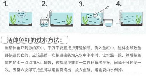 养观赏鱼鱼技术，观赏鱼养鱼教学