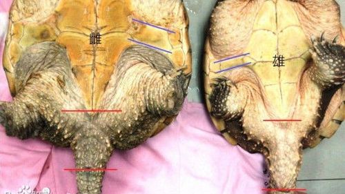 北美拟鳄龟如何分辨公母，北美拟鳄龟是深水龟吗