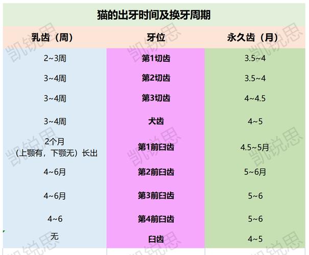 加菲猫在换牙阶段需要多久，加菲猫换牙期多久