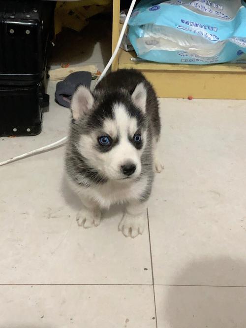 哈士奇幼狗怎么养，哈士奇犬幼犬