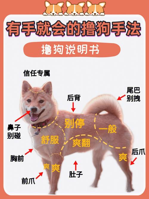 中亚牧羊犬的饲养方法是什么，中亚牧羊犬怎么养