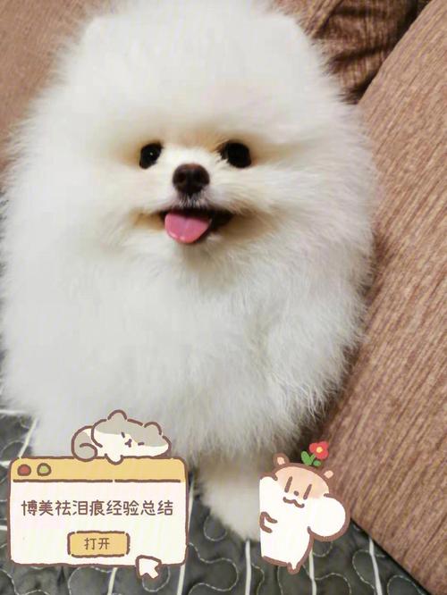 博美犬该如何喂养?，博美犬的喂养和日常护理