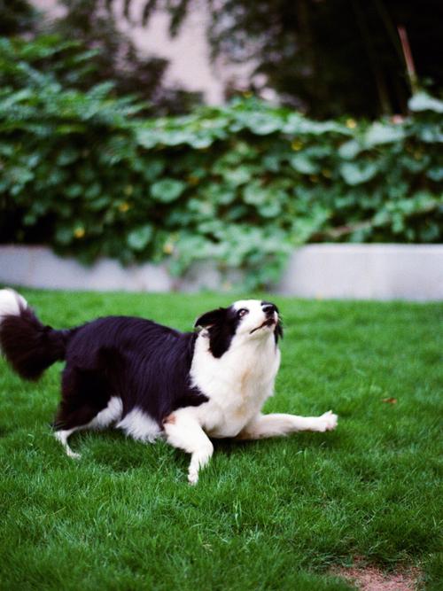 边境牧羊犬玩飞盘视频，边牧犬飞盘比赛视频