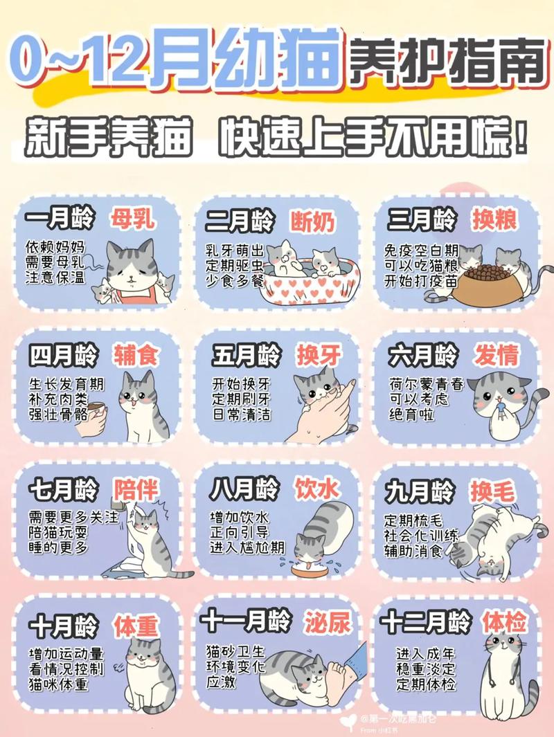 波斯猫正确的护理方法是，波斯猫正确的护理方法是