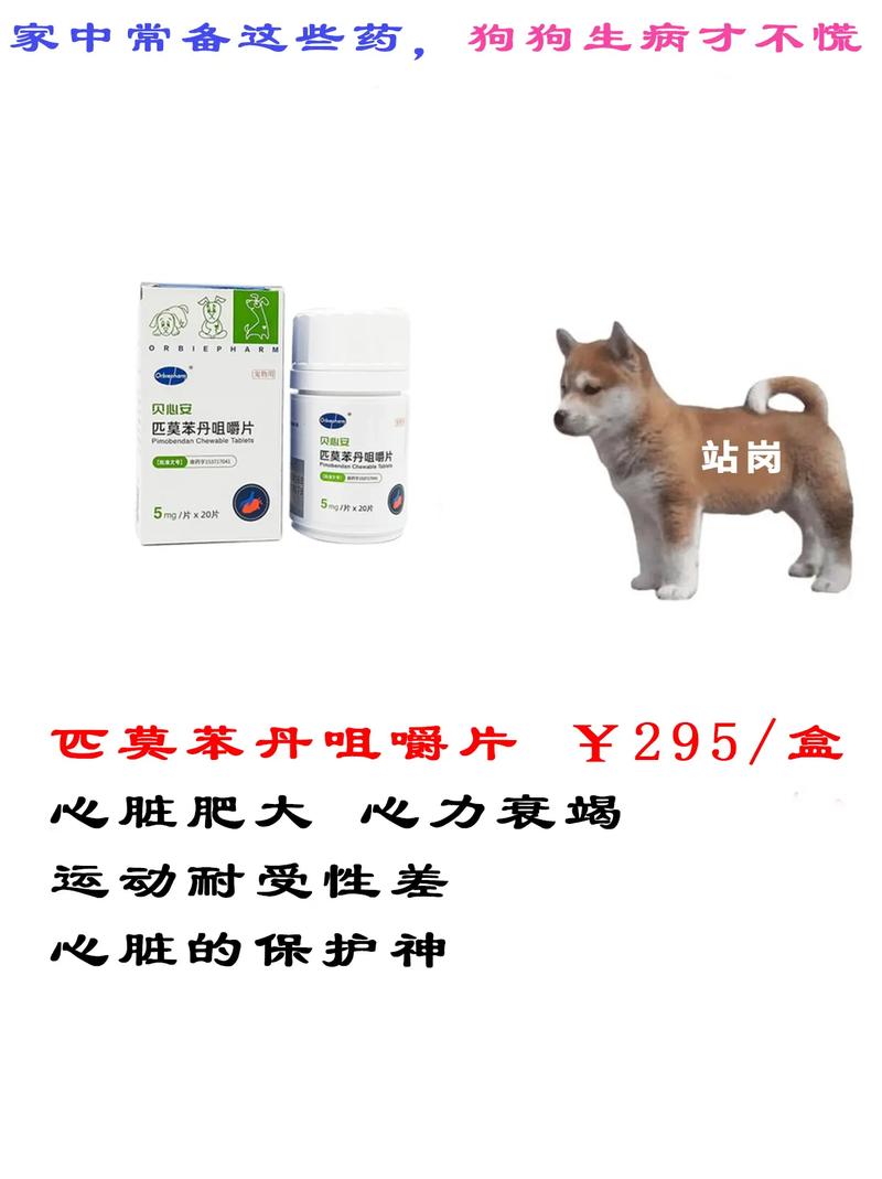 藏獒感冒了吃什么药，藏獒吃什么狗粮比较好