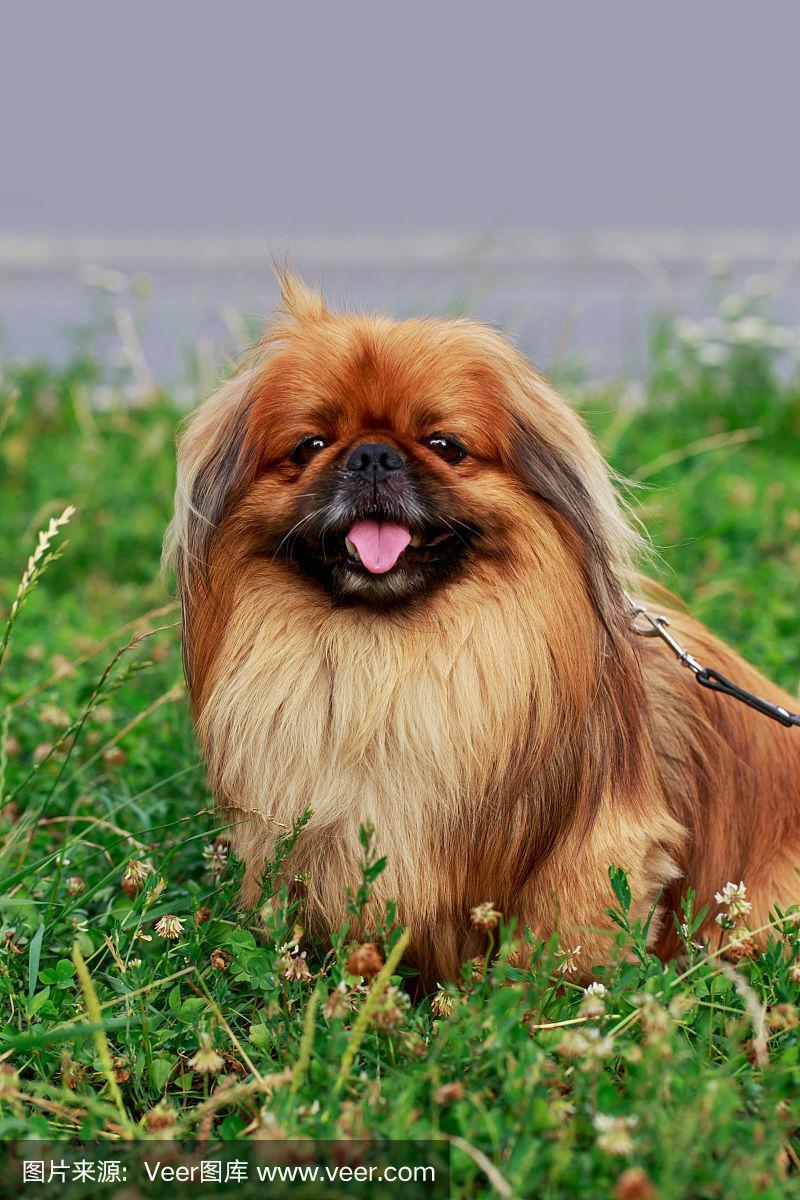 北京犬造型，北京犬典型形貌