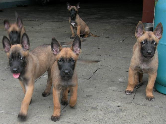 马犬幼犬期间如何训练大小便，马犬幼犬训练技巧视频