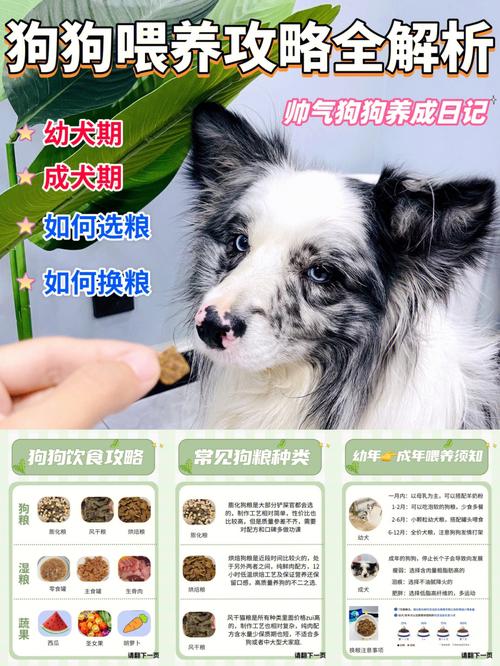 边境牧羊犬饲养要注意什么，边境牧羊犬养成攻略