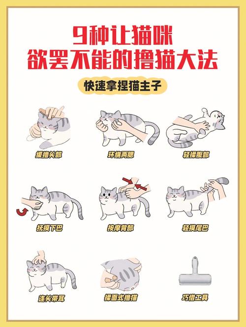 怎么教宠物猫抓老鼠，怎么教猫捉老鼠