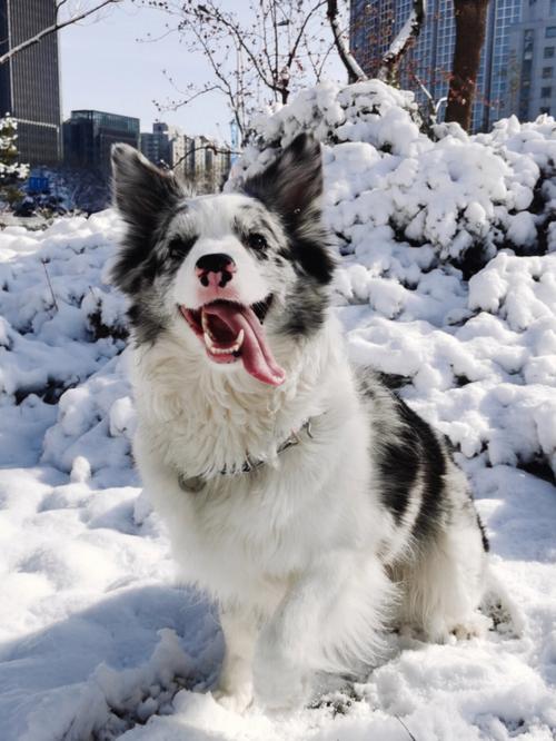 陨石边境牧羊犬几个月算成年，陨石边境牧羊犬为什么要贵一点