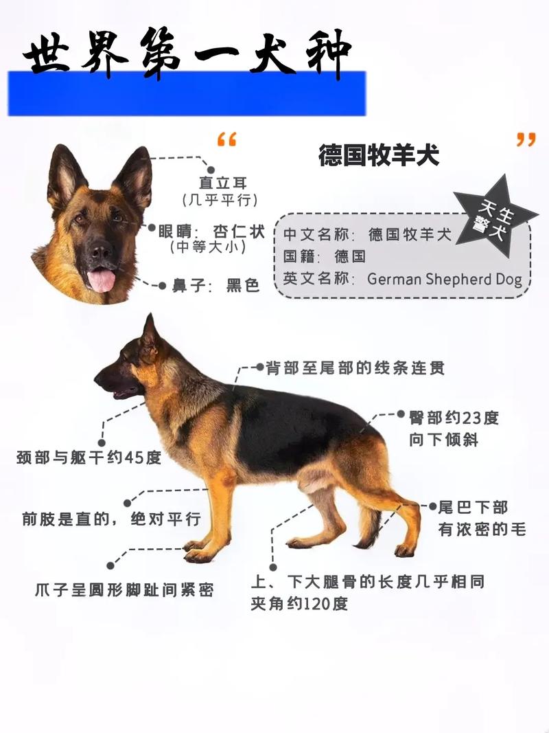 怎么训练德国牧羊犬不咬人，如何驯服德国牧羊犬