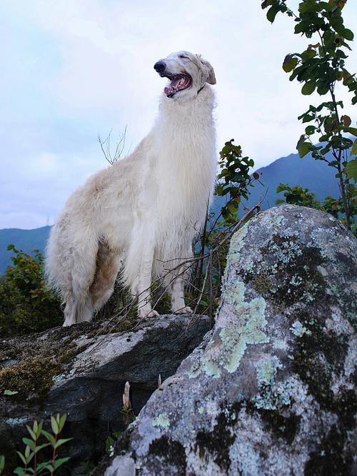 俄罗斯猎狼犬幼犬图片，俄罗斯猎狼犬的图片