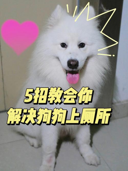 拉布拉多犬怎么训练定点大小便，拉布拉多幼犬怎么训练定点大小便视频