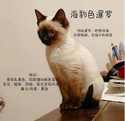 小暹罗猫怎么看品相，小暹罗猫怎么看品相好不好