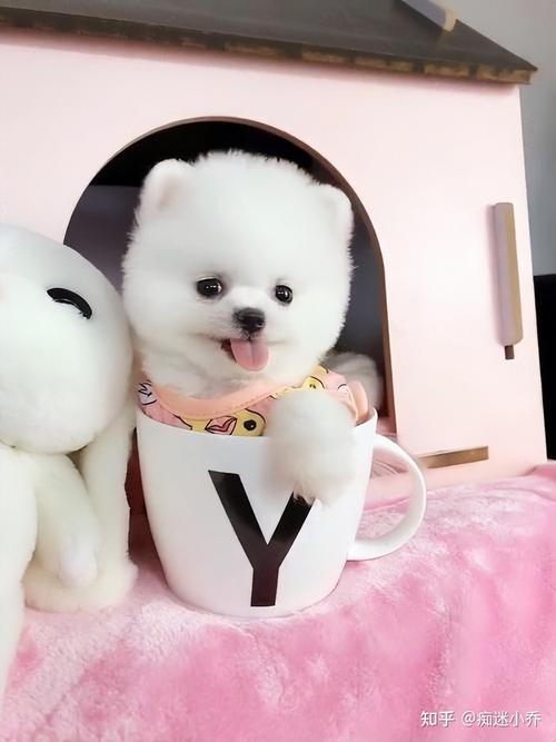 茶杯犬怎么养成的，茶杯犬怎么养成的图片