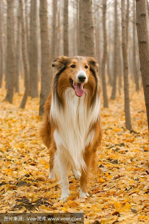 苏格兰牧羊犬价钱价格，苏格兰牧羊犬价钱 价格