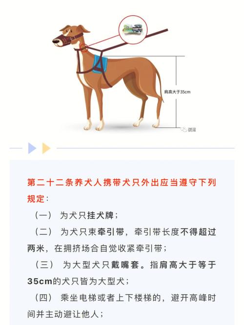 藏獒最佳训练时间及训练场地，藏獒饲养条件