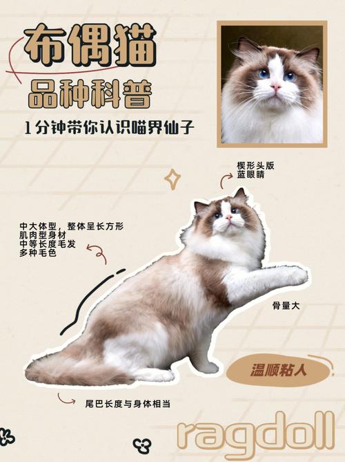 布偶猫的性格是什么，布偶猫性格特点简说