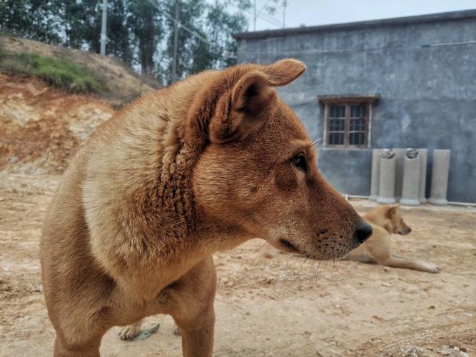 中华田园犬怎么养?土狗，中华田园犬怎么养?土狗