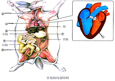兔子的消化系统解剖图，兔子的消化道结构