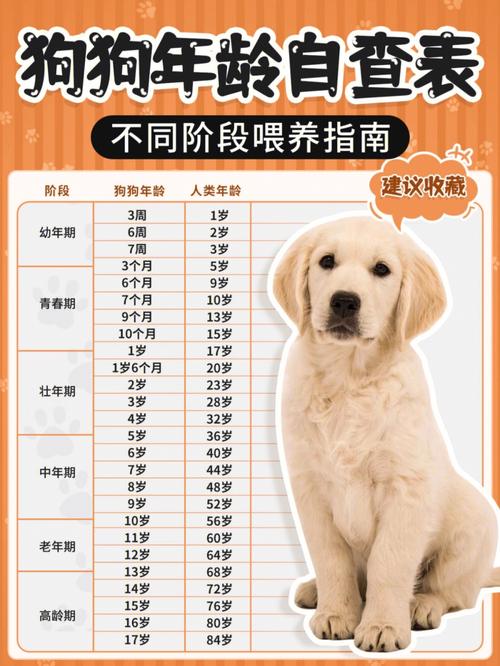 哈士奇多大喂成犬粮，哈士奇多大可以喂米饭