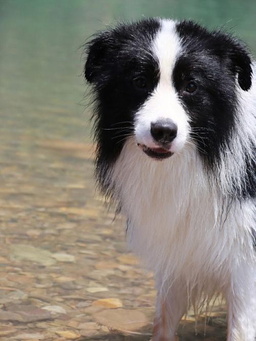 边境牧羊犬是什么犬，边境牧羊犬介绍_边境牧羊犬详细介绍