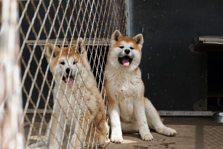 秋田犬是怎么培育出来的，秋田犬怎么喂养长的又快又壮