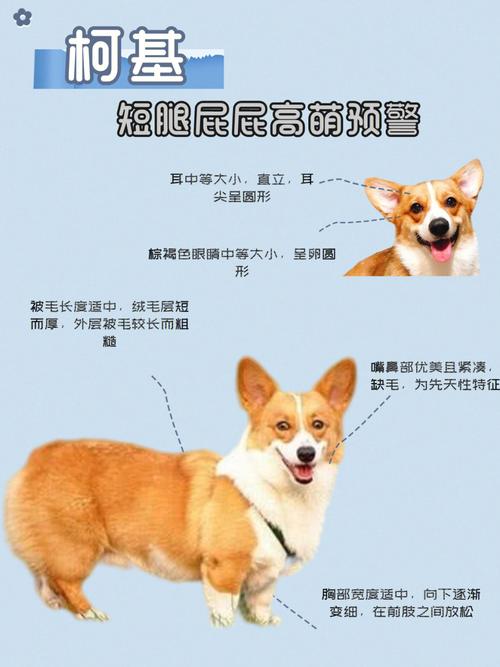 柯基犬容易生病吗?疫苗多少钱，柯基犬打什么疫苗