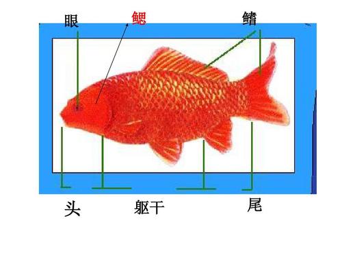 金鱼的器官都是什么样的，金鱼的器官都是什么样的呢