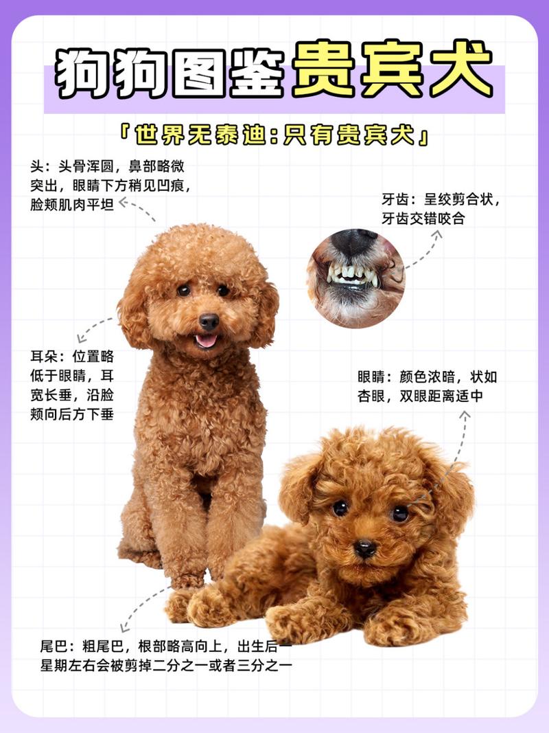 如何辨别泰迪犬是否纯种犬，怎么鉴定泰迪狗狗是不是纯种