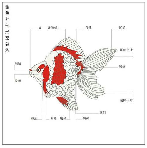 金鱼的身体形状结构特征，金鱼的身体形态