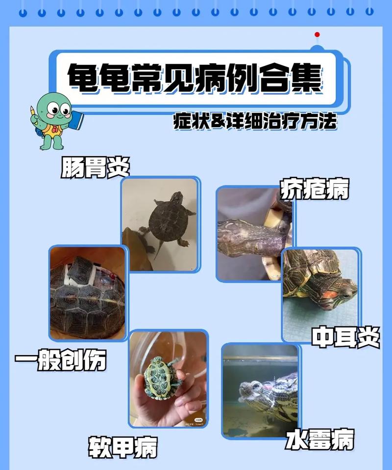 如何预防乌龟断尾，怎么预防乌龟脱肛