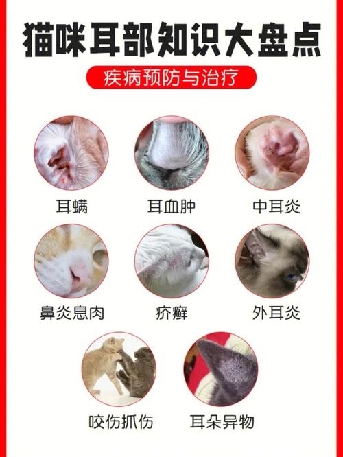 折耳猫发病基因，折耳猫基因检测可排除遗传病吗?